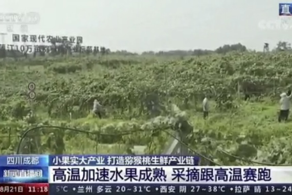 央視新聞中的天然蕓苔素、生物農(nóng)藥助力綠色農(nóng)業(yè)、品牌農(nóng)產(chǎn)品更有價(jià)值