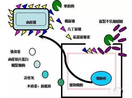 氨基寡糖素 - 植物的免疫衛(wèi)士，根結(jié)線蟲的克星