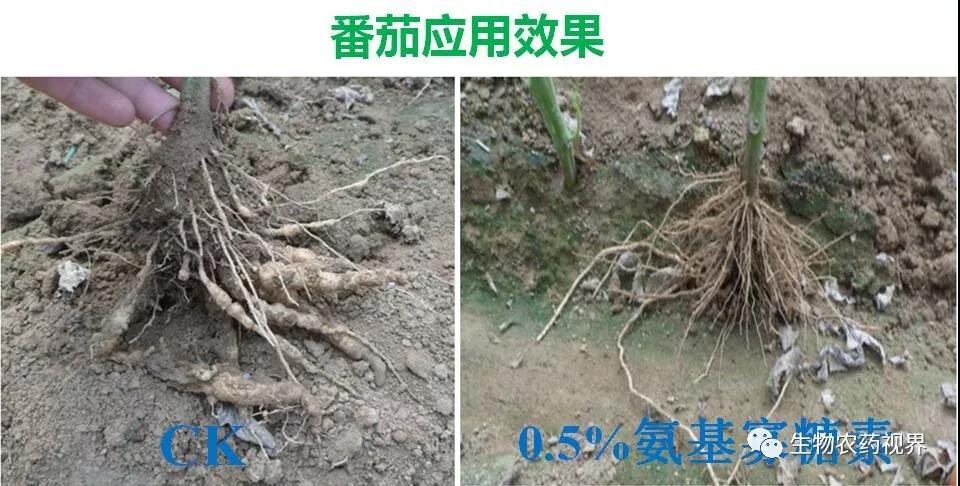 氨基寡糖素 - 植物的免疫衛(wèi)士，根結(jié)線蟲的克星
