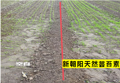小麥拌種選新朝陽天然蕓苔素，讓小麥高產(chǎn)贏在起跑線上！（小麥在什么時候用蕓苔素效果最佳）